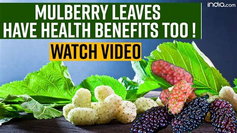 benefits of white mulberry leaf.